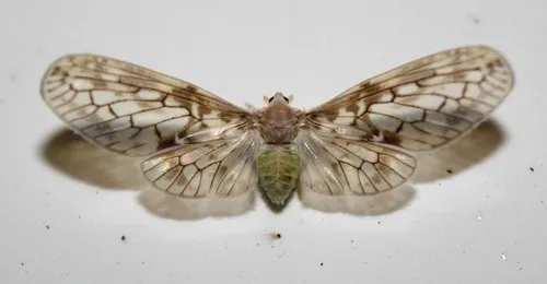 Paramysidia mississippiensis - photo 2