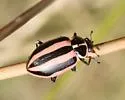 Striped Lady Beetle - photo 2