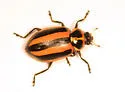 Striped Lady Beetle - photo 3