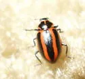 Striped Lady Beetle - photo 4