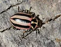Striped Lady Beetle - photo 5