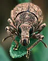 Paranametis distincta - photo 2