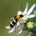 Paranapiacaba tricincta