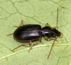 Paranchus albipes - photo 2