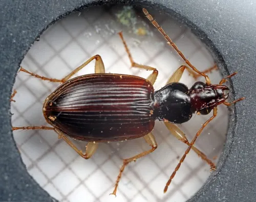 Paranchus albipes - photo 3