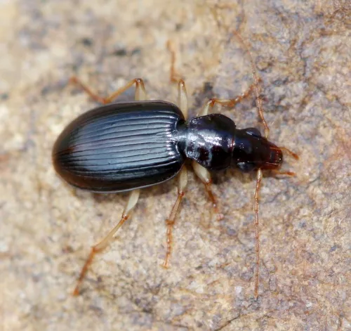 Paranchus albipes - photo 4