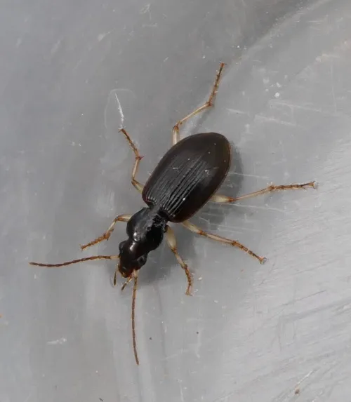 Paranchus albipes - photo 5