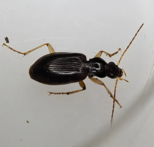 Paranchus albipes - photo 6