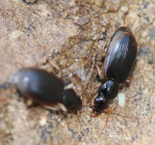 Paranchus albipes - photo 7