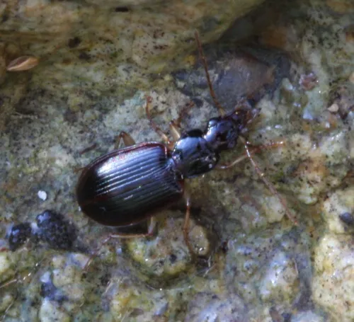 Paranchus albipes - photo 8