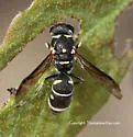 Parancistrocerus bicornis