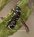 Parancistrocerus bicornis - photo 2