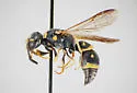 Parancistrocerus bicornis - photo 3