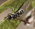 Parancistrocerus bicornis - photo 4