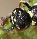 Parancistrocerus bicornis - photo 5