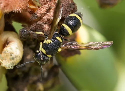 Parancistrocerus declivatus