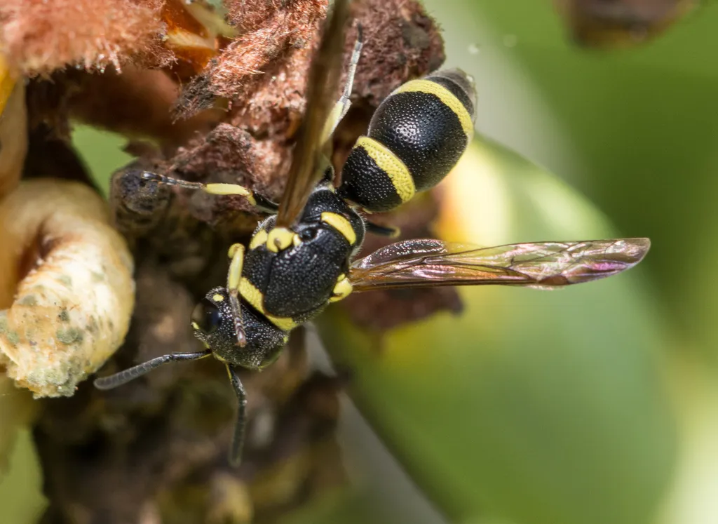 Parancistrocerus declivatus - photo 2