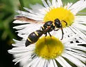 Parancistrocerus fulvipes