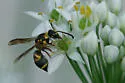 Parancistrocerus fulvipes - photo 2