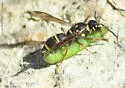 Parancistrocerus fulvipes - photo 3