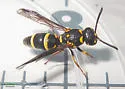 Parancistrocerus fulvipes - photo 4