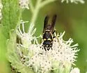 Parancistrocerus fulvipes - photo 5