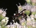 Parancistrocerus histrio