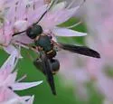 Parancistrocerus histrio - photo 2