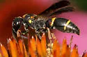 Parancistrocerus histrio - photo 3