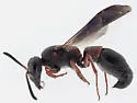 Parancistrocerus histrio - photo 4
