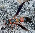 Parancistrocerus histrio - photo 5