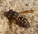 Parancistrocerus leionotus