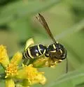 Parancistrocerus leionotus - photo 2