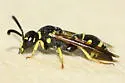 Parancistrocerus leionotus - photo 3