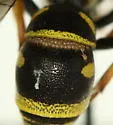 Parancistrocerus leionotus - photo 4