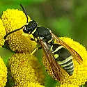 Parancistrocerus leionotus - photo 5