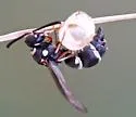 Parancistrocerus minimoferus
