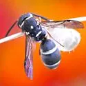 Parancistrocerus minimoferus - photo 2