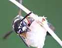 Parancistrocerus minimoferus - photo 3
