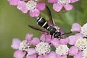 Parancistrocerus minimoferus - photo 4