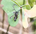Parancistrocerus minimoferus - photo 5