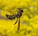 Parancistrocerus pedestris