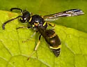 Parancistrocerus pedestris - photo 2