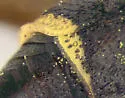 Parancistrocerus pedestris - photo 3