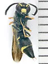 Parancistrocerus pedestris - photo 4