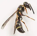 Parancistrocerus pedestris - photo 5