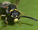 Parancistrocerus pensylvanicus