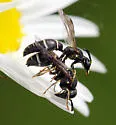 Parancistrocerus pensylvanicus - photo 2