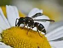Parancistrocerus pensylvanicus - photo 3