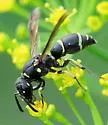 Parancistrocerus pensylvanicus - photo 4